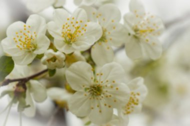 Kiraz çiçeği çiçek. Arka plan bulanıklık bokeh. ufuk yansıma