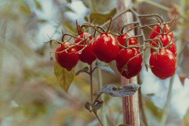 Olgun Bahçe domates çekilmeye hazır. Fotoğraf tarzı Instagram filtreleri tonda.