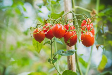 Olgun Bahçe domates çekilmeye hazır. Fotoğraf tarzı Instagram filtreleri tonda.