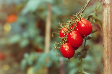 Olgun Bahçe domates çekilmeye hazır. Fotoğraf tarzı Instagram filtreleri tonda.