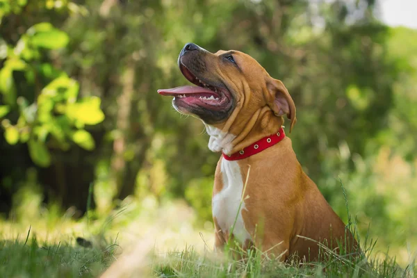 Bir köpek yavrusu niteliğine portresi kapatın. Pitbull.