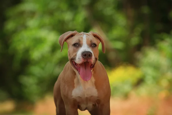 Porträtt av en valp på natur på nära håll. Pitbull. — Stockfoto