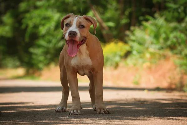 Portrait of a puppy on the nature close up. Pitbull. — Stock Photo, Image