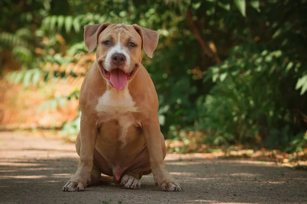 Retrato de un cachorro sobre la naturaleza de cerca. Pitbull. . —  Fotos de Stock