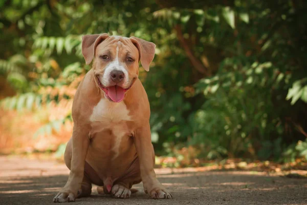 Bir köpek yavrusu niteliğine portresi kapatın. Pitbull.