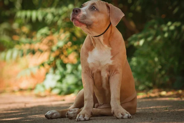 Porträtt av en valp på natur på nära håll. Pitbull. — Stockfoto