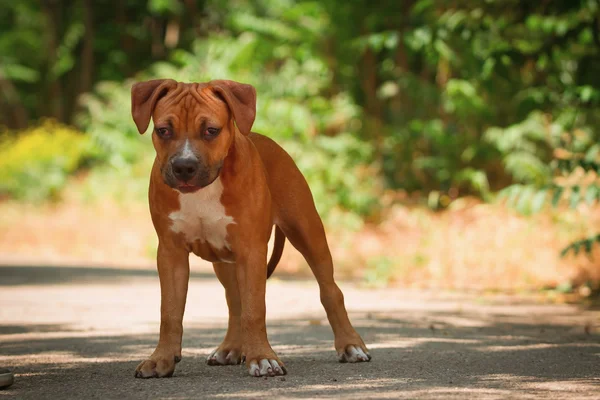 Porträtt av en valp på natur på nära håll. Pitbull. — Stockfoto