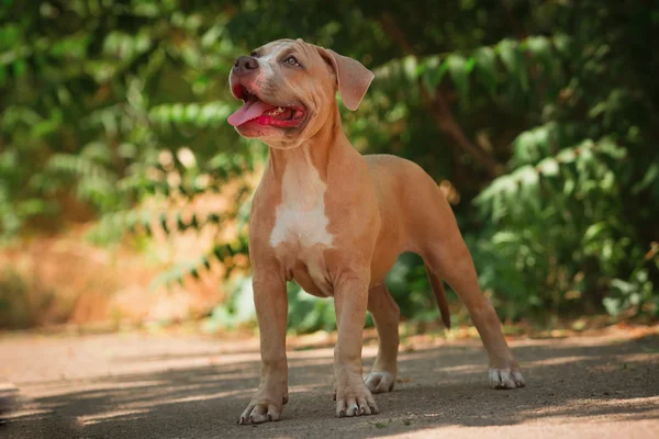 Retrato de un cachorro sobre la naturaleza de cerca. Pitbull. . —  Fotos de Stock