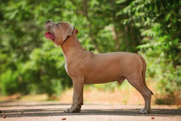 Porträtt av en valp på natur på nära håll. Pitbull. — Stockfoto