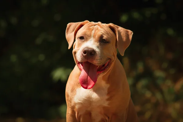 Porträtt av en valp på natur på nära håll. Pitbull. — Stockfoto