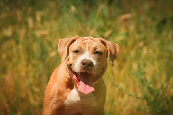 Portrait of a puppy on the nature close up. Pitbull. — Stock Photo, Image