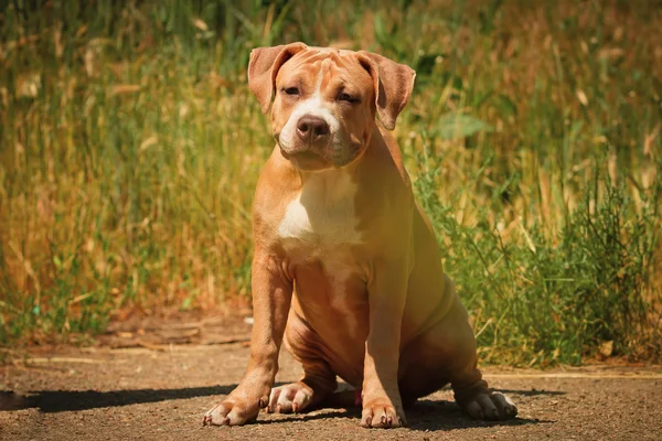 Porträtt av en valp på natur på nära håll. Pitbull. — Stockfoto