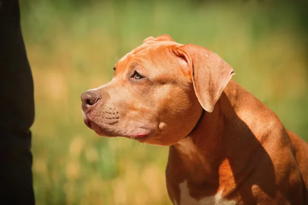 Porträt eines Welpen in der Natur aus nächster Nähe. Pitbull. — Stockfoto