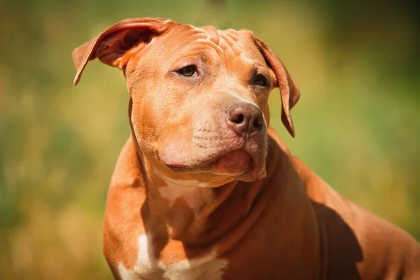 Porträtt av en valp på natur på nära håll. Pitbull. — Stockfoto