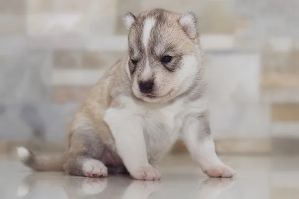 Pochissimo cucciolo Siberiano husky — Foto Stock