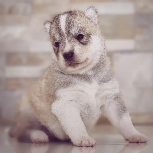 Très petit chiot husky sibérien — Photo