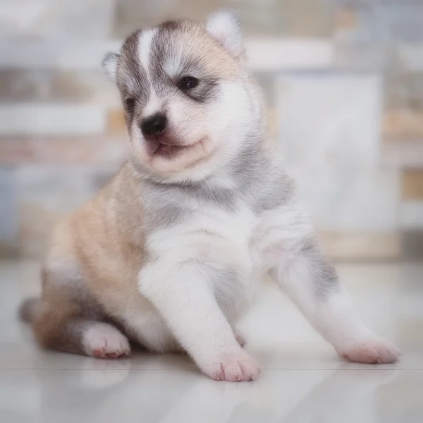 Very little puppy Siberian husky — Stock Photo, Image