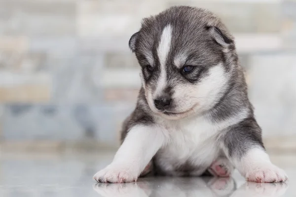 Pochissimo cucciolo Siberiano husky — Foto Stock