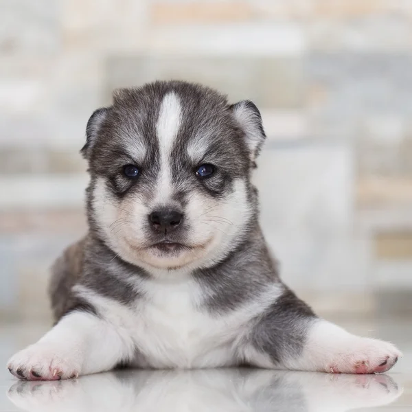 Zeer kleine pup Siberische husky — Stockfoto