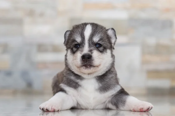 Very little puppy Siberian husky