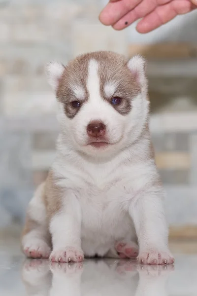 Très petit chiot husky sibérien — Photo