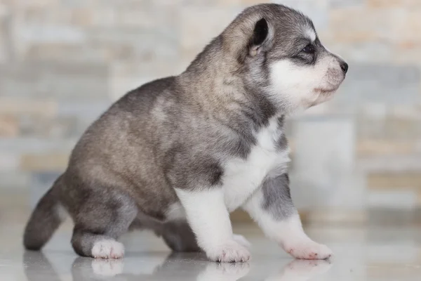 Très petit chiot husky sibérien — Photo