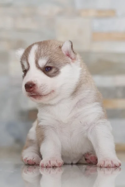 Çok küçük köpek yavrusu Sibirya husky — Stok fotoğraf