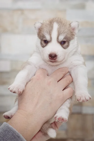 Mycket liten valp Siberian husky — Stockfoto