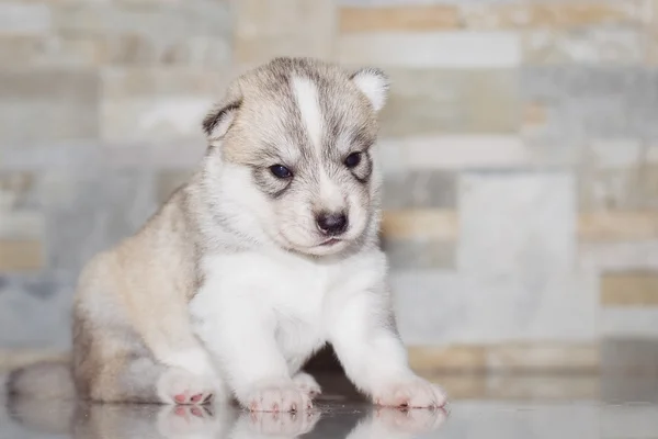 Pochissimo cucciolo Siberiano husky — Foto Stock