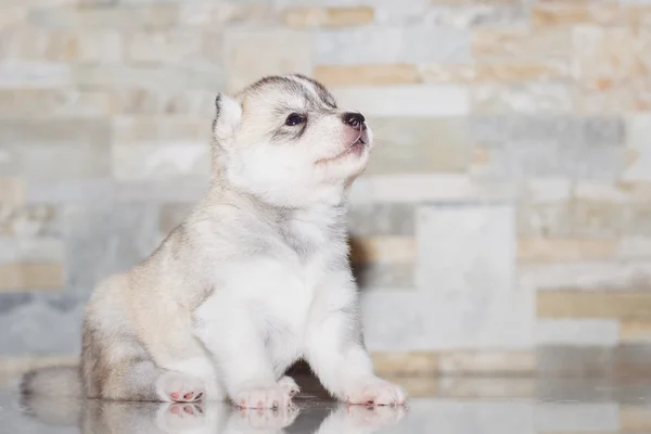 Très petit chiot husky sibérien — Photo