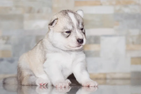 Muy poco cachorro Siberiano husky —  Fotos de Stock