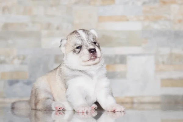 Pochissimo cucciolo Siberiano husky — Foto Stock