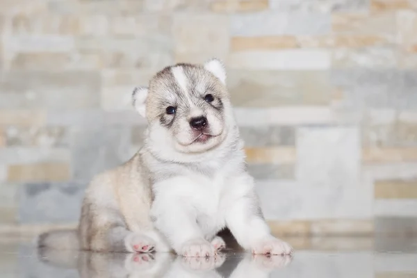 Très petit chiot husky sibérien — Photo