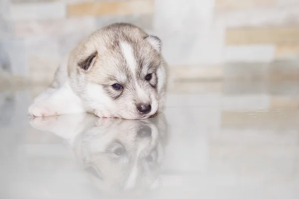 Velmi malé štěně sibiřského husky — Stock fotografie