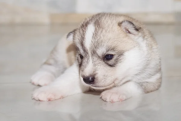 Très petit chiot husky sibérien — Photo