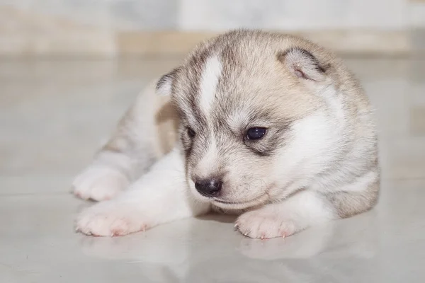 Çok küçük köpek yavrusu Sibirya husky