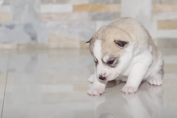 Очень маленький щенок сибирский хаски — стоковое фото