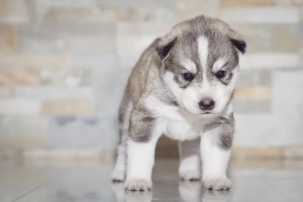 Bardzo mały szczeniak husky syberyjski — Zdjęcie stockowe