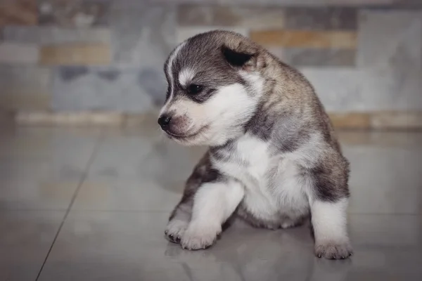 Très petit chiot husky sibérien — Photo