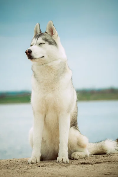 İki köpek portresi. Nehir kıyısında oturan köpek. Siberian dış yapraklar. Köpeklerle güzel manzara.