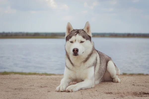 Két kutya portré. Kutya ül a folyó partján. Szibériai husky. Gyönyörű táj, a kutyák. — Stock Fotó