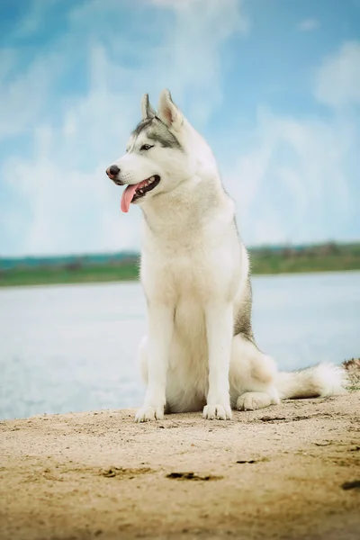 Ritratto di due cani. Cane seduto sulla riva del fiume. Husky siberiano. Bellissimo paesaggio con cani . — Foto Stock