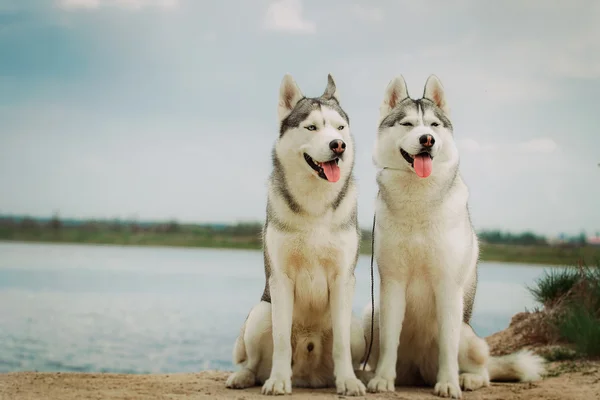Retrato de dos perros. Perro sentado en la orilla del río. Husky siberiano. Hermoso paisaje con perros . —  Fotos de Stock