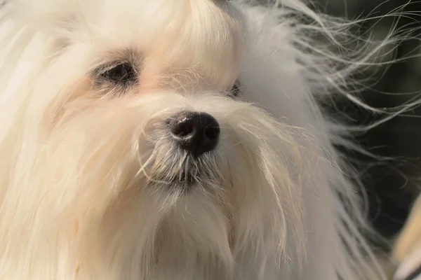 Een schattig teefje Maltees — Stockfoto