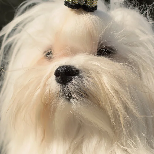 かわいい雌のマルチーズ犬 — ストック写真