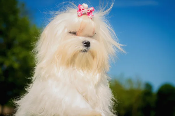 귀여운 여성 몰타어 강아지 — 스톡 사진
