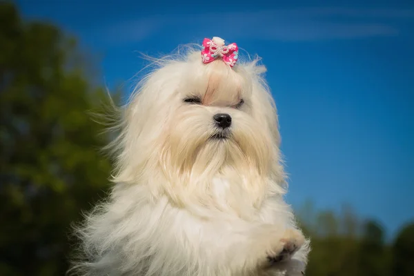 Um cão maltês fêmea bonito — Fotografia de Stock