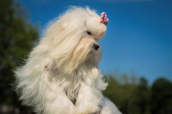 Un simpatico cane maltese femmina — Foto Stock