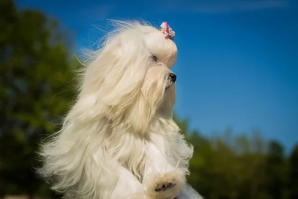 Psa Maltański ładny żeński — Zdjęcie stockowe