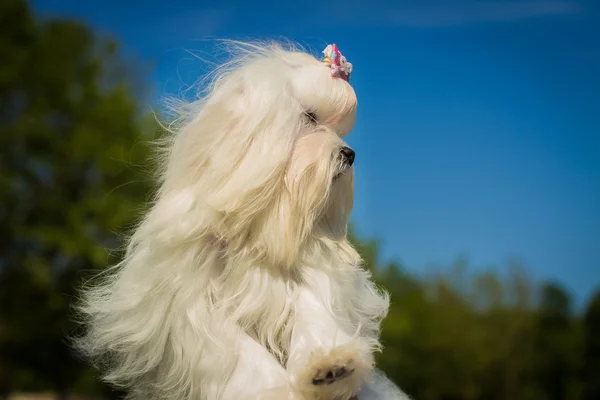 Şirin bir kadın Malta köpek